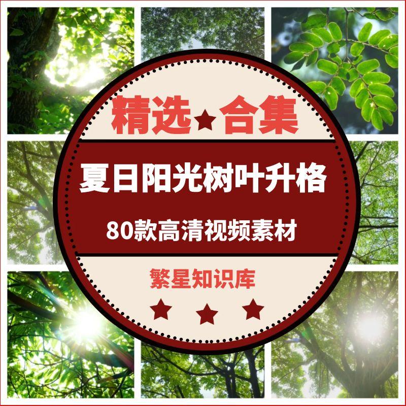 80款【4K夏日阳光树叶升格】森林空境唯美绿叶实拍视频素材源文件